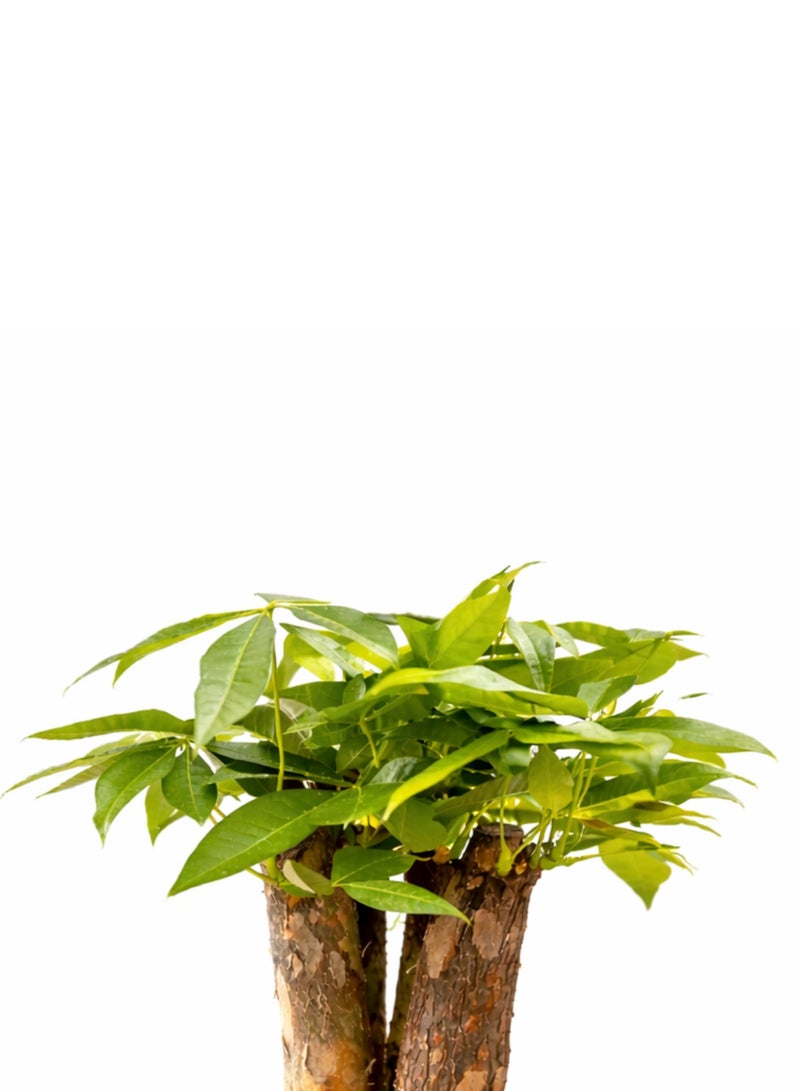 بلانت نبتة شجرة المال الداخلية مع وعاء ذاتي الري | نبات الباتشيرا أكواتيكا الطبيعي | نبتة الحظ للمنزل والمكتب | نبات منزلي أخضر مزخرف - Image 5